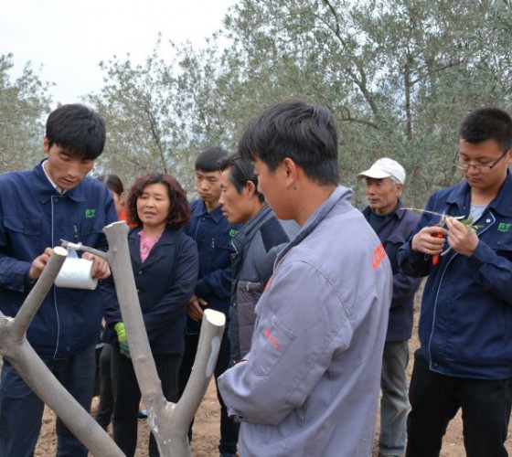 公司從產(chǎn)業(yè)鏈起始端著手，引進(jìn)良種優(yōu)苗，繁育基地苗圃，優(yōu)化樹(shù)種，以?xún)?yōu)質(zhì)的橄欖樹(shù)苗為生產(chǎn)特級(jí)初榨橄欖油提供基礎(chǔ)保障。在以自建萬(wàn)畝國(guó)家標(biāo)準(zhǔn)化油橄欖..