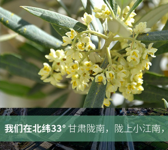 武都的氣候、土壤等與地中海沿岸極其相似，同處于世界頂級(jí)油橄欖黃金生產(chǎn)帶（32°58--33°36）年平均氣溫為14.7°，年日照時(shí)數(shù)1911..